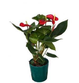 Vazolu Anthurium